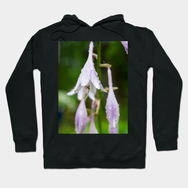 Hosta Hoodie by ansaharju